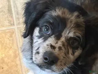 Aussiedoodle dogs Aries - Ad 9