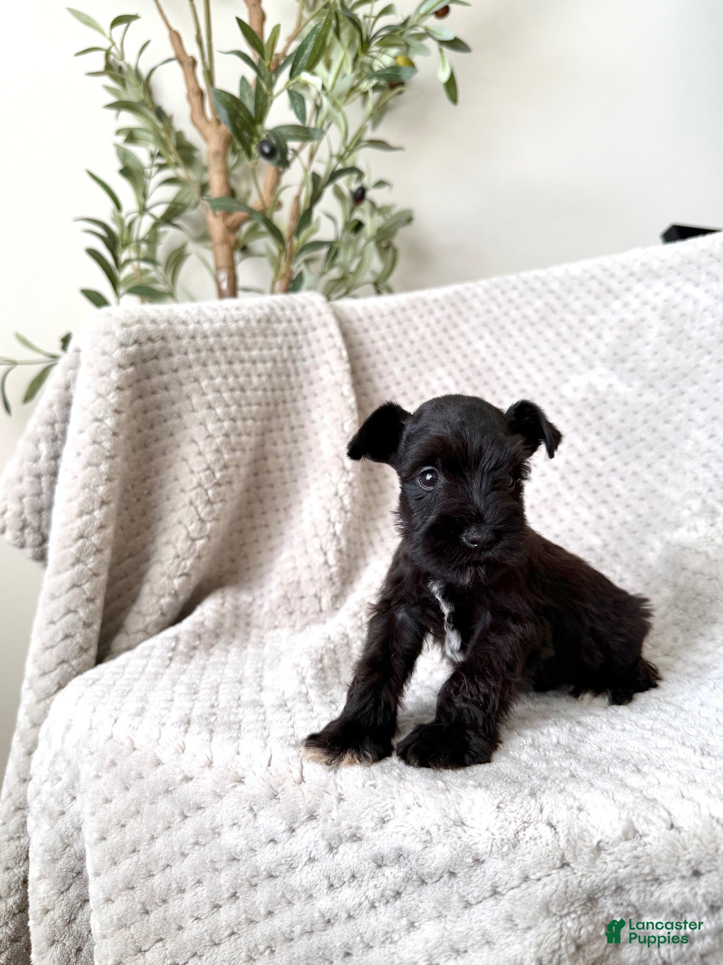 Miniature Schnauzer dogs Adam - TOY - Ad 32