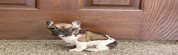 French Bulldog dogs for sale: French Bulldog Puppy 2 - Ad 4