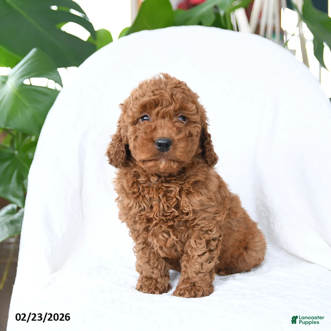 Mini Goldendoodle dogs for sale: Tag - Ad 2