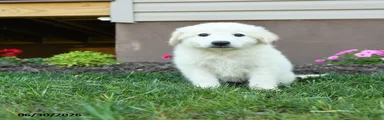 Echo