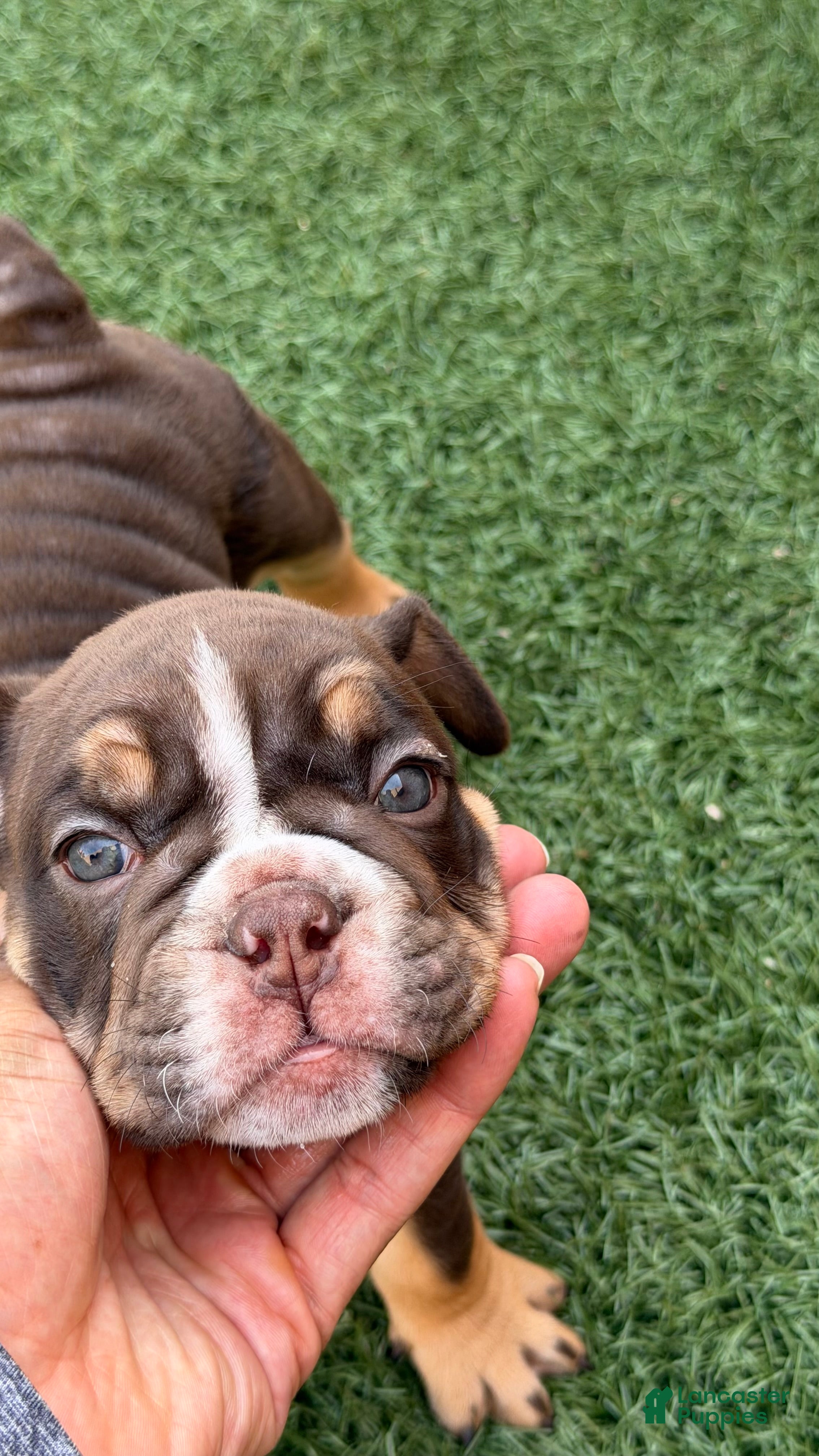 English Bulldog dogs Atlas  - Ad 1