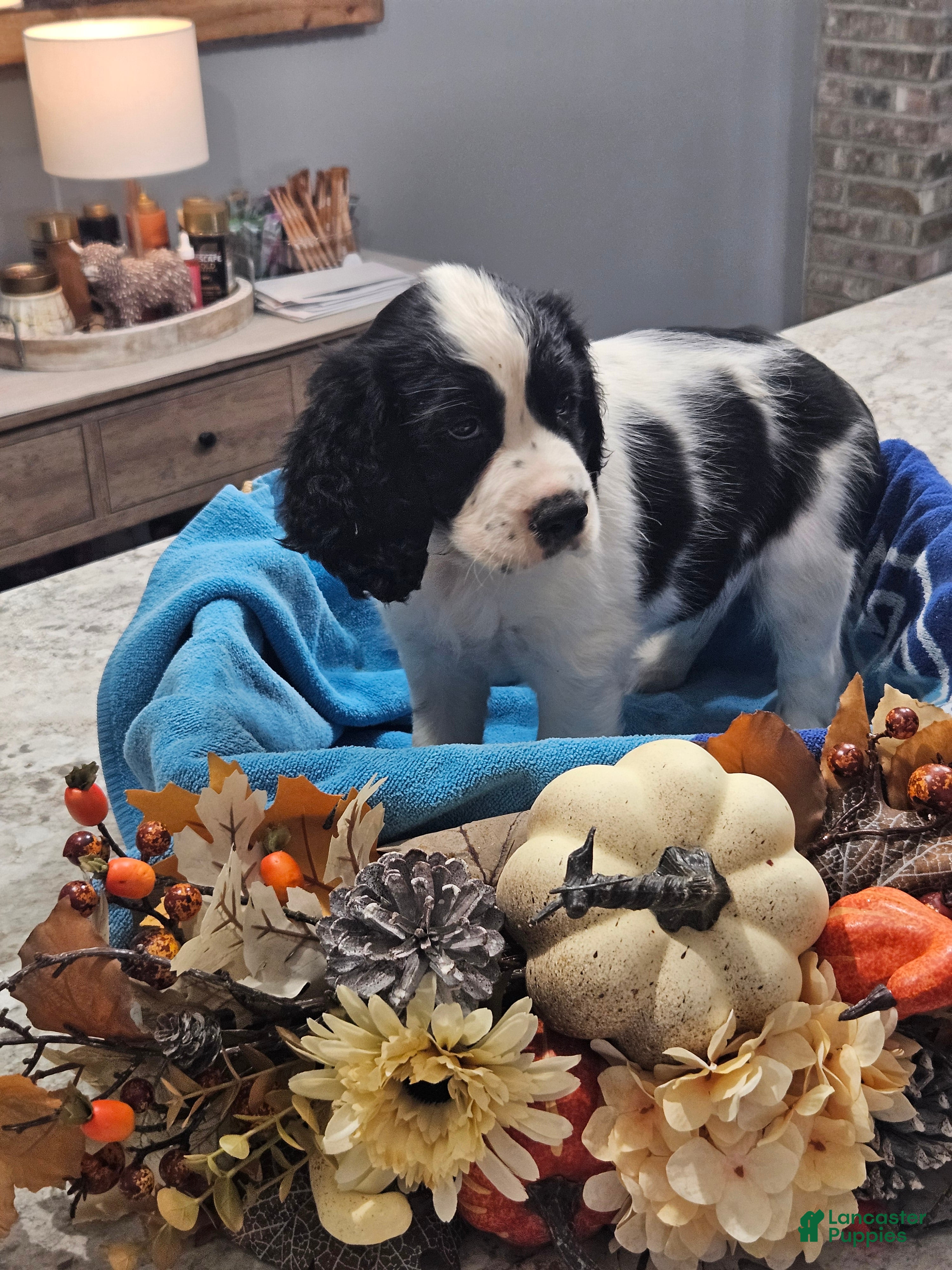 English Springer Spaniel dogs English Springer Spaniel 8 - Ad 1