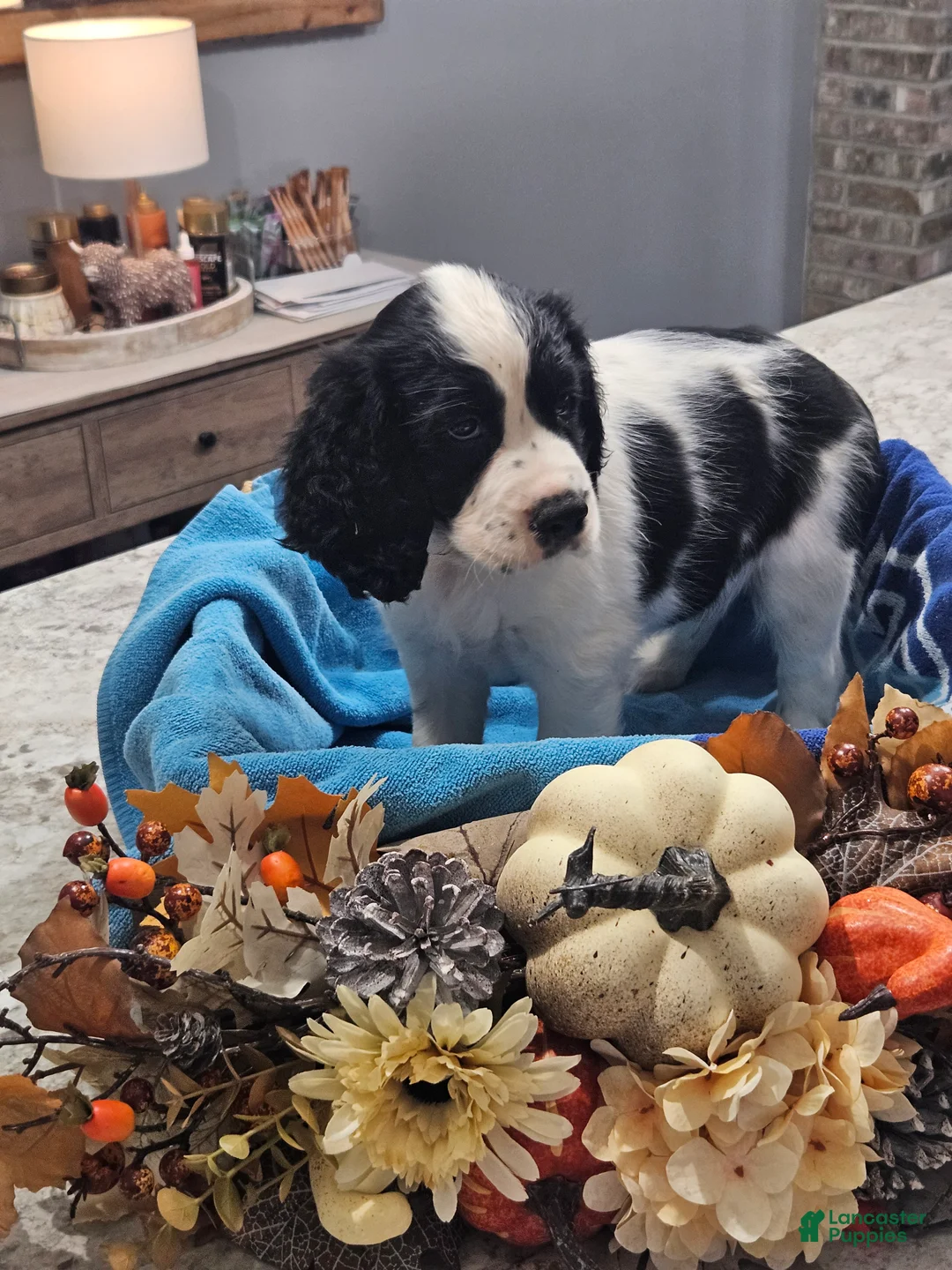 English Springer Spaniel dogs for sale: English Springer Spaniel 8 - Ad 1