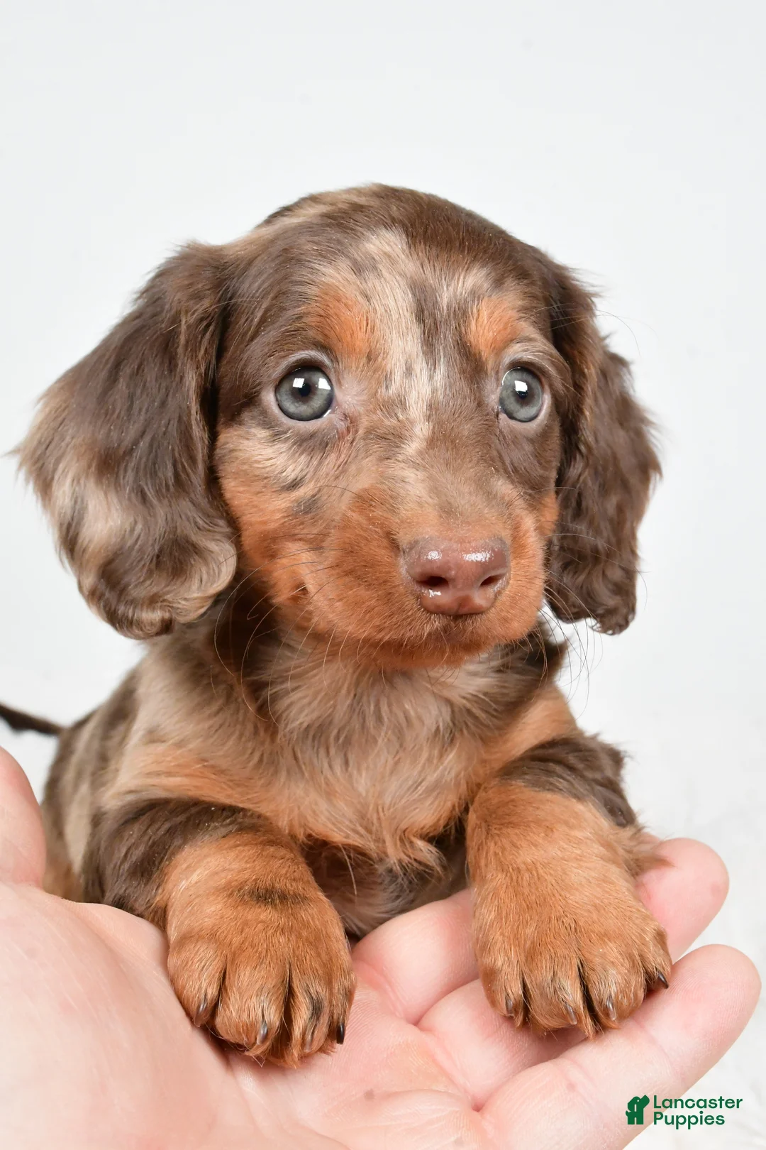 Dachshund dogs for sale: Teddy - Ad 6
