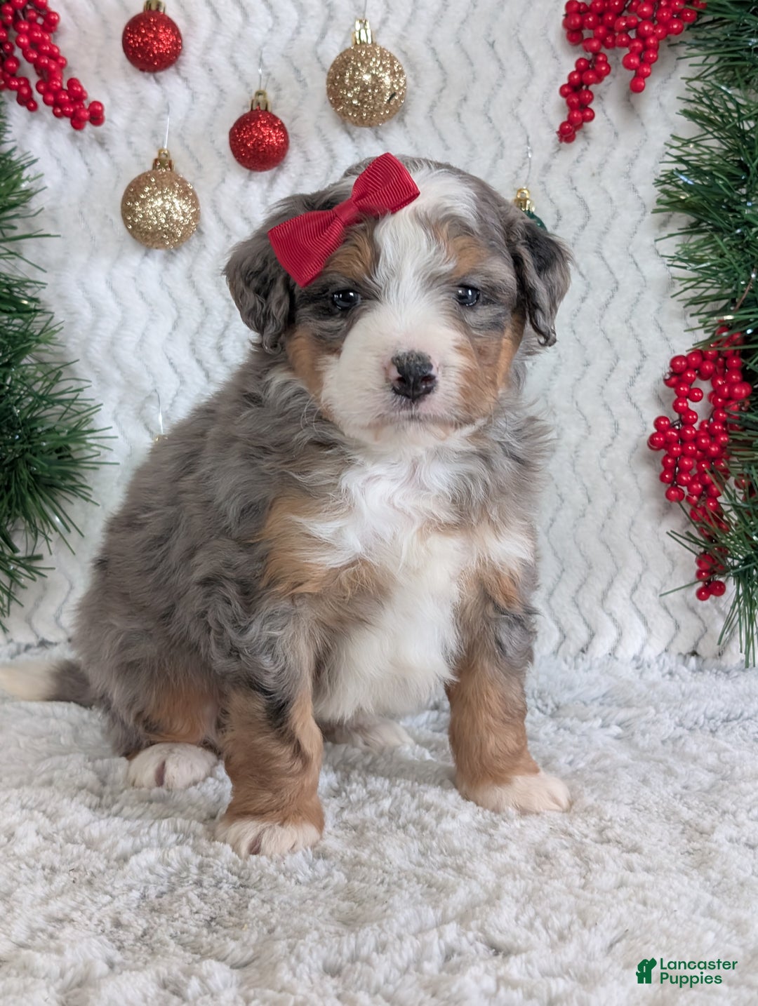 Mini Bernedoodle dogs for sale: Mini Bodie - Ad 12