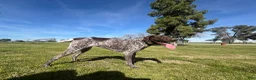 German Shorthaired Pointer dogs for sale: German Shorthaired Pointer Puppy 7 - Ad 2