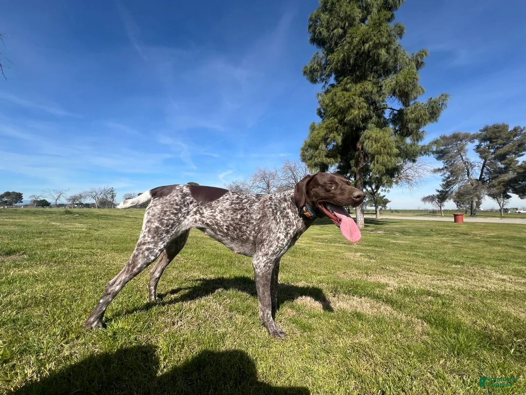 German Shorthaired Pointer dogs for sale: German Shorthaired Pointer Puppy 7 - Ad 2