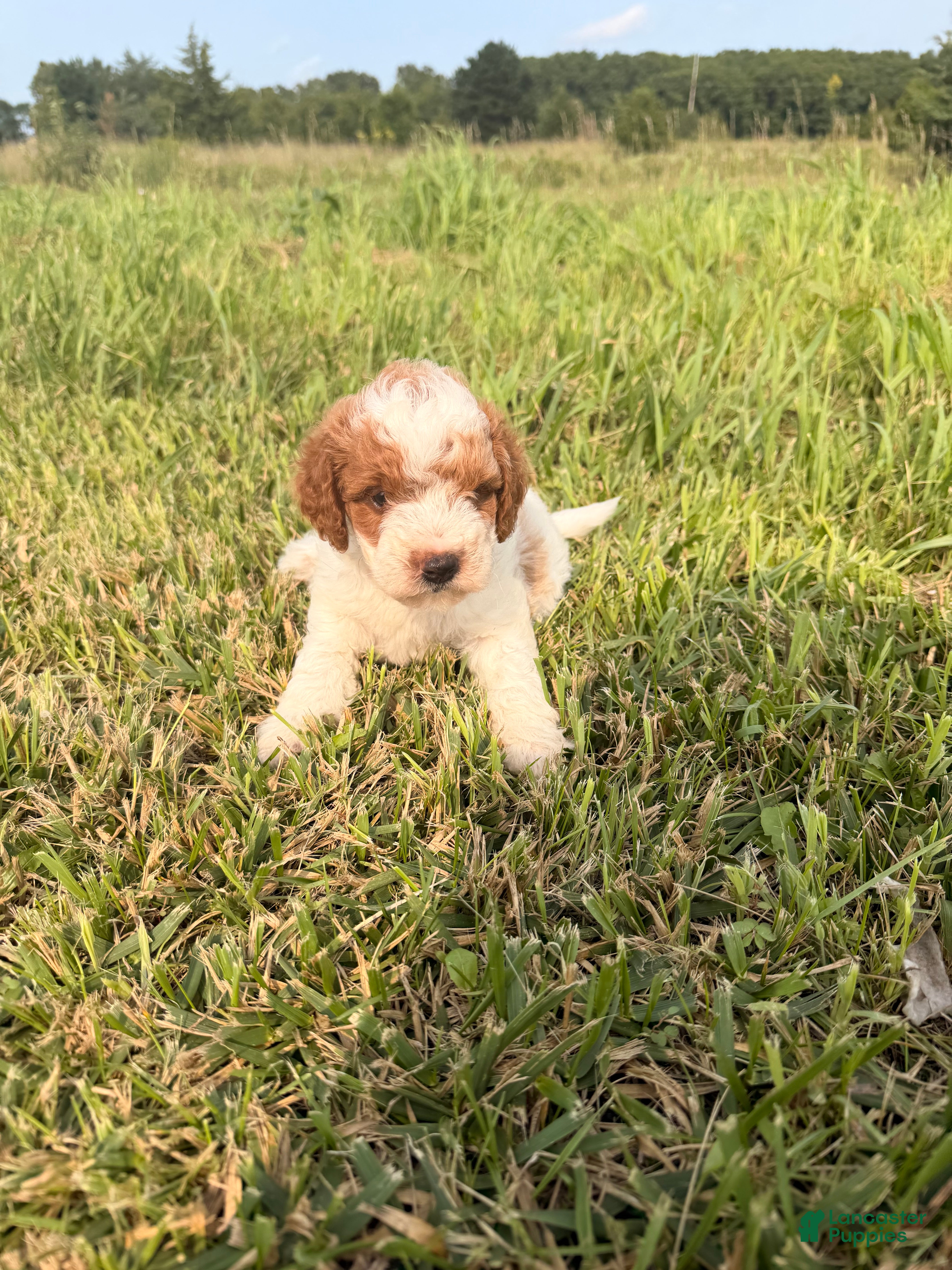 Mini Goldendoodle dogs Mini Goldendoodle 2 - Ad 30
