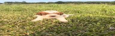 Mini Goldendoodle 2