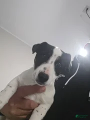 Jack