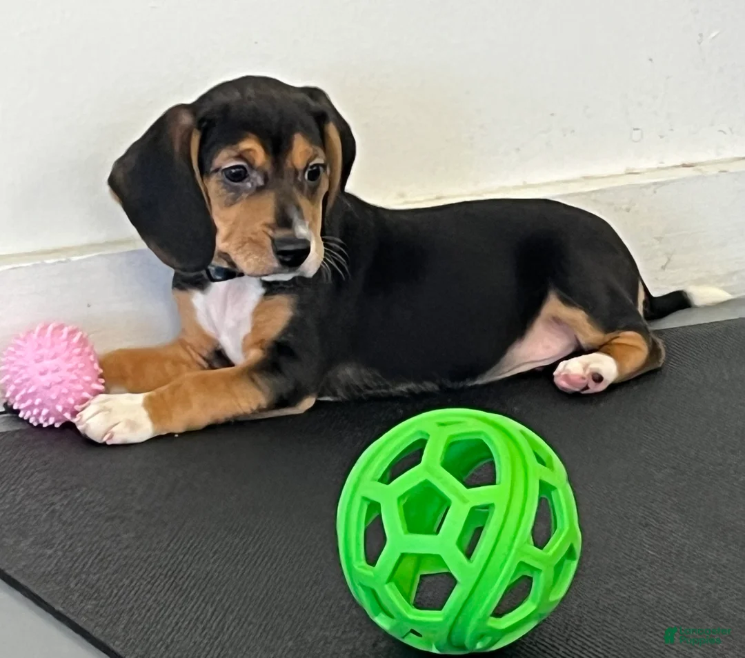 Beagle dogs for sale: Beagle Puppy 9 - Ad 2