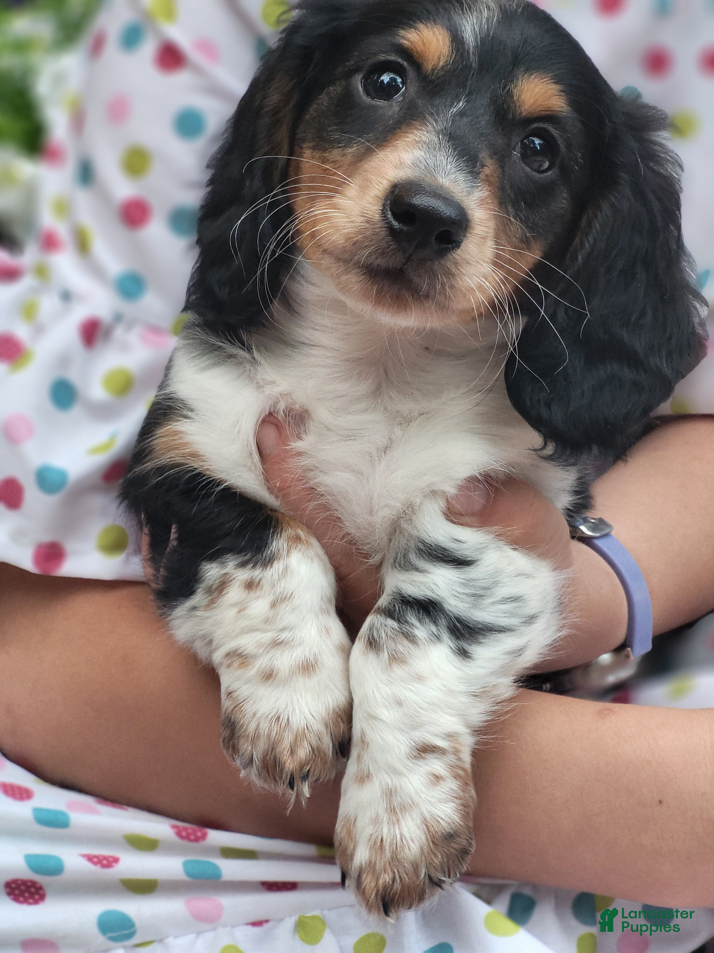 Miniature Dachshund dogs Hero - Ad 1