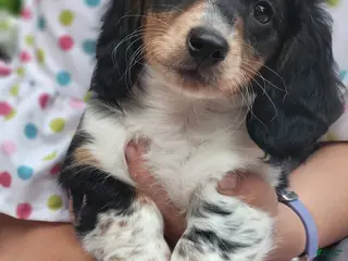 Miniature Dachshund dogs for sale: Hero - Ad 1