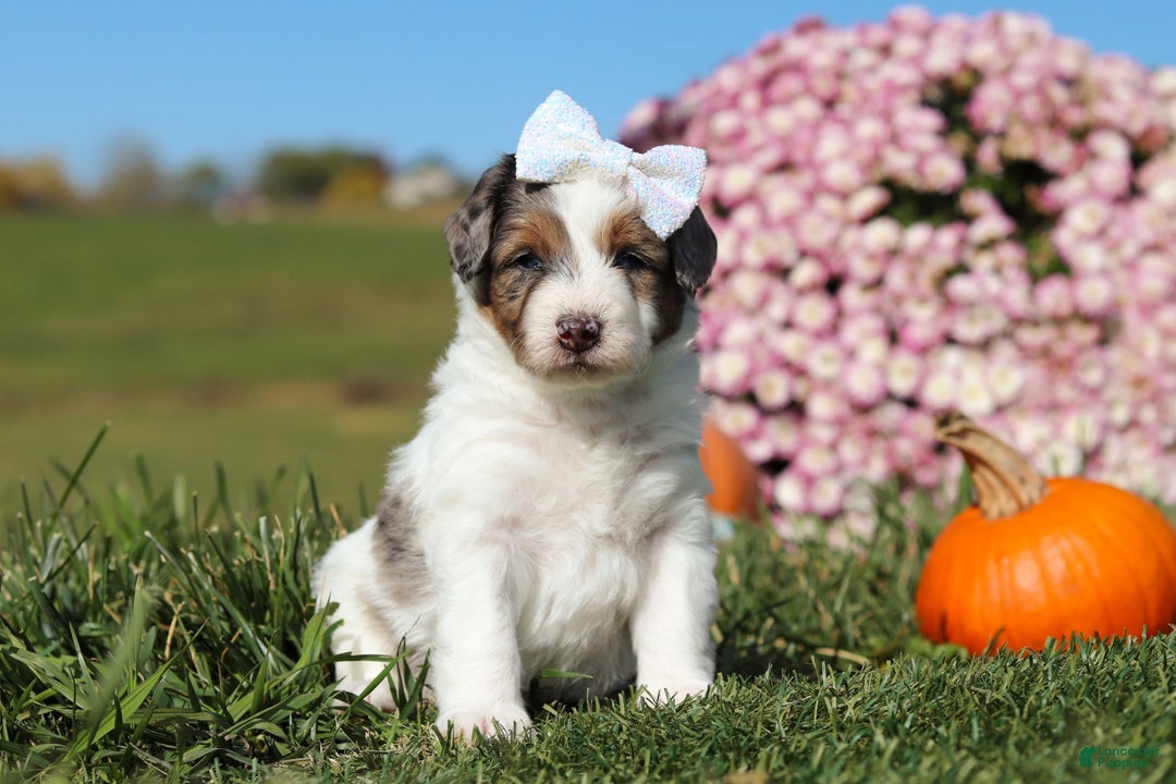 Mini Bernedoodle dogs for sale: Charlotte - Ad 1
