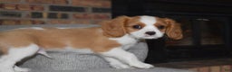 Cavalier King Charles Spaniel dogs for sale: Myles - Ad 9