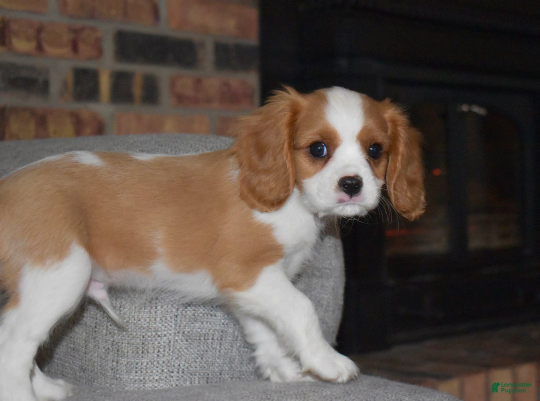 Cavalier King Charles Spaniel dogs for sale: Myles - Ad 9