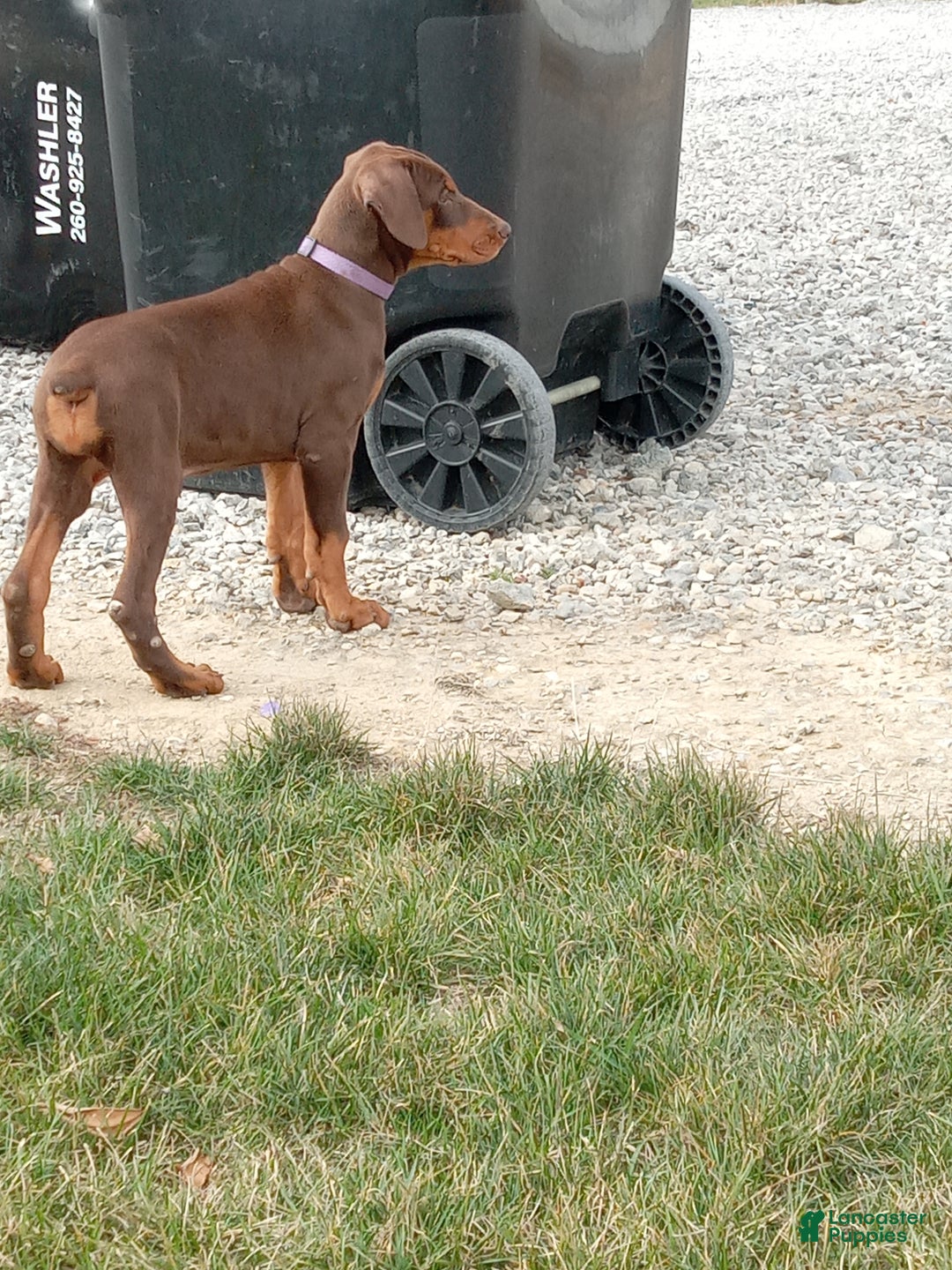 Doberman Pinscher dogs for sale: Doberman Pinscher Puppy 1 - Ad 5