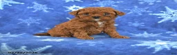 Miniature Poodle dogs for sale: Fanny - Ad 1
