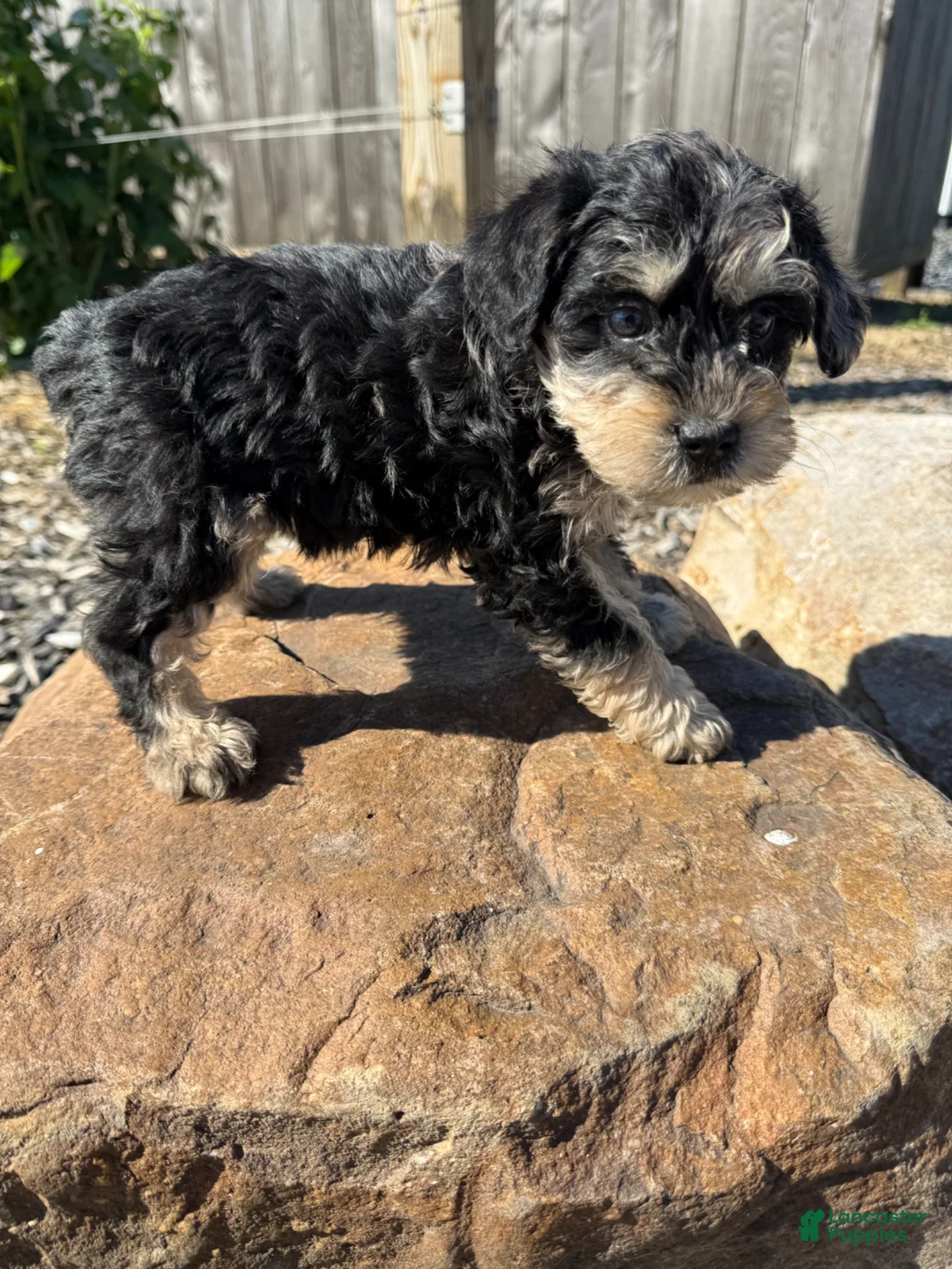 Schnoodle dogs for sale: Sara - Ad 3