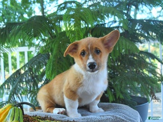 Welsh Corgi Pembroke dogs - Ad 14