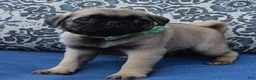 Pug dogs for sale: Pearl - Ad 6
