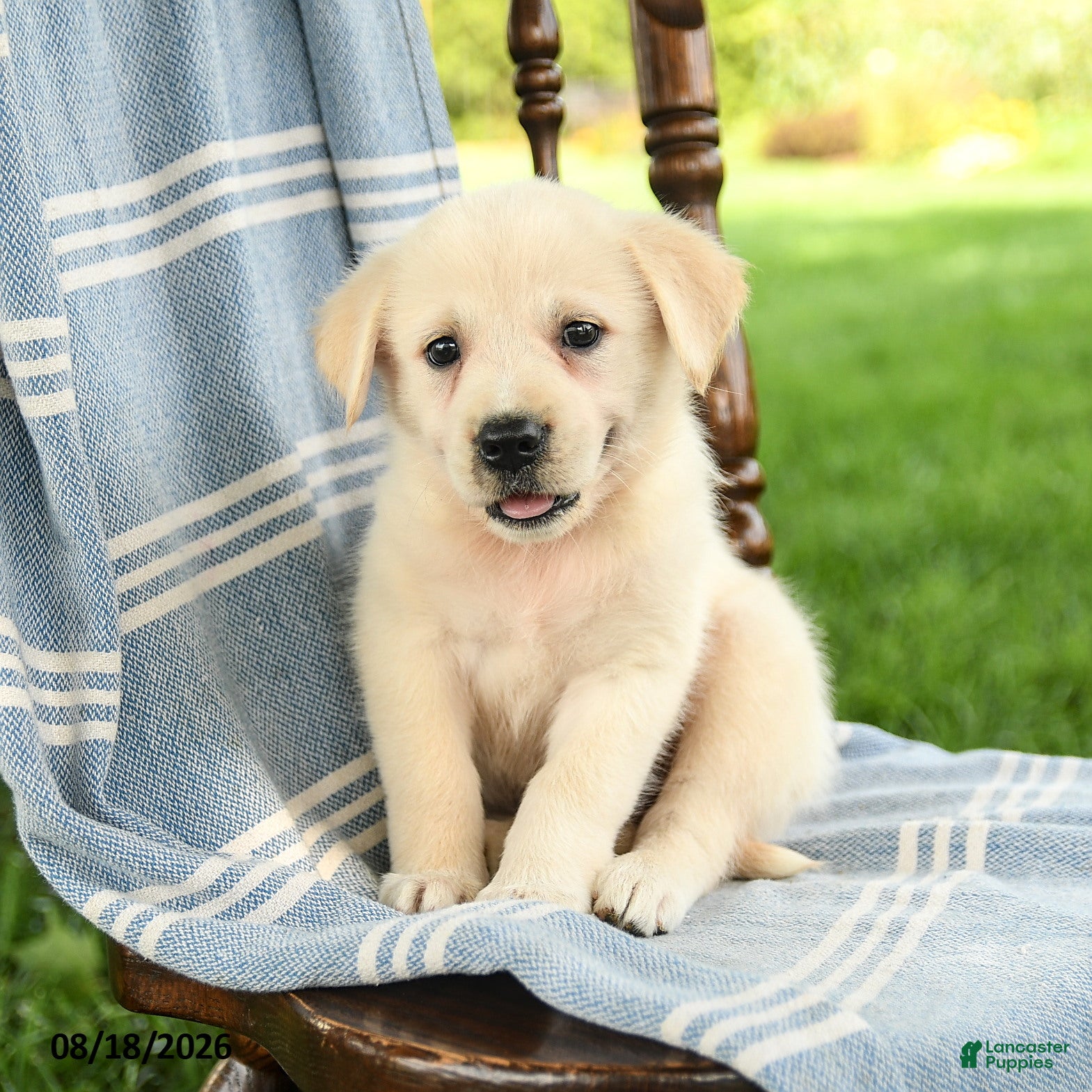Mixed Breed dogs Cassie   - Ad 2