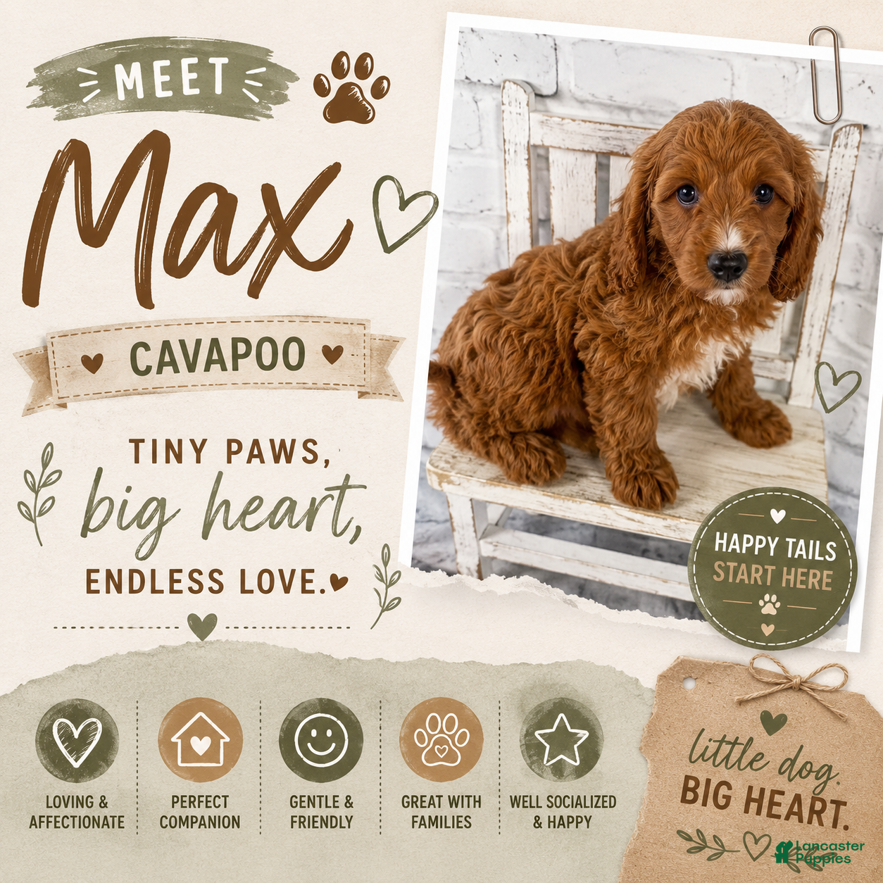 Cavapoo dogs Max - Ad 1