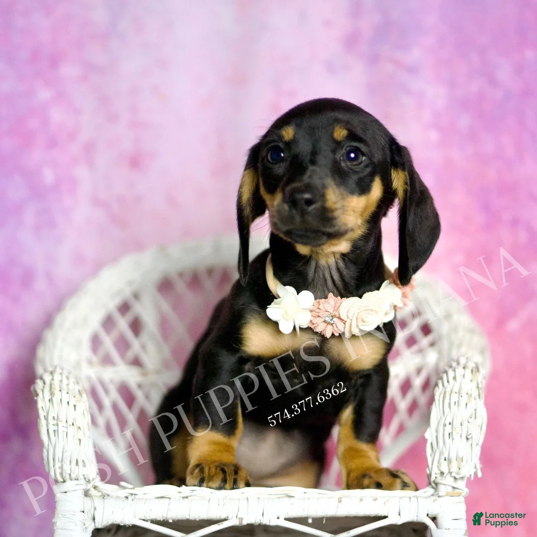 Miniature Dachshund dogs for sale: Brenda - Ad 4