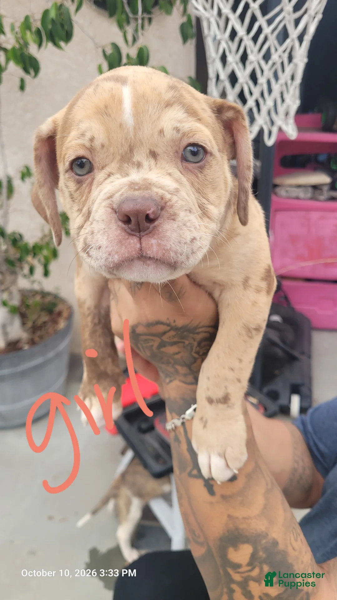 Mixed Breed dogs for sale: Mixed Breed 2 - Ad 1