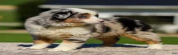 Miniature Australian Shepherd dogs for sale: Harmony - Ad 5