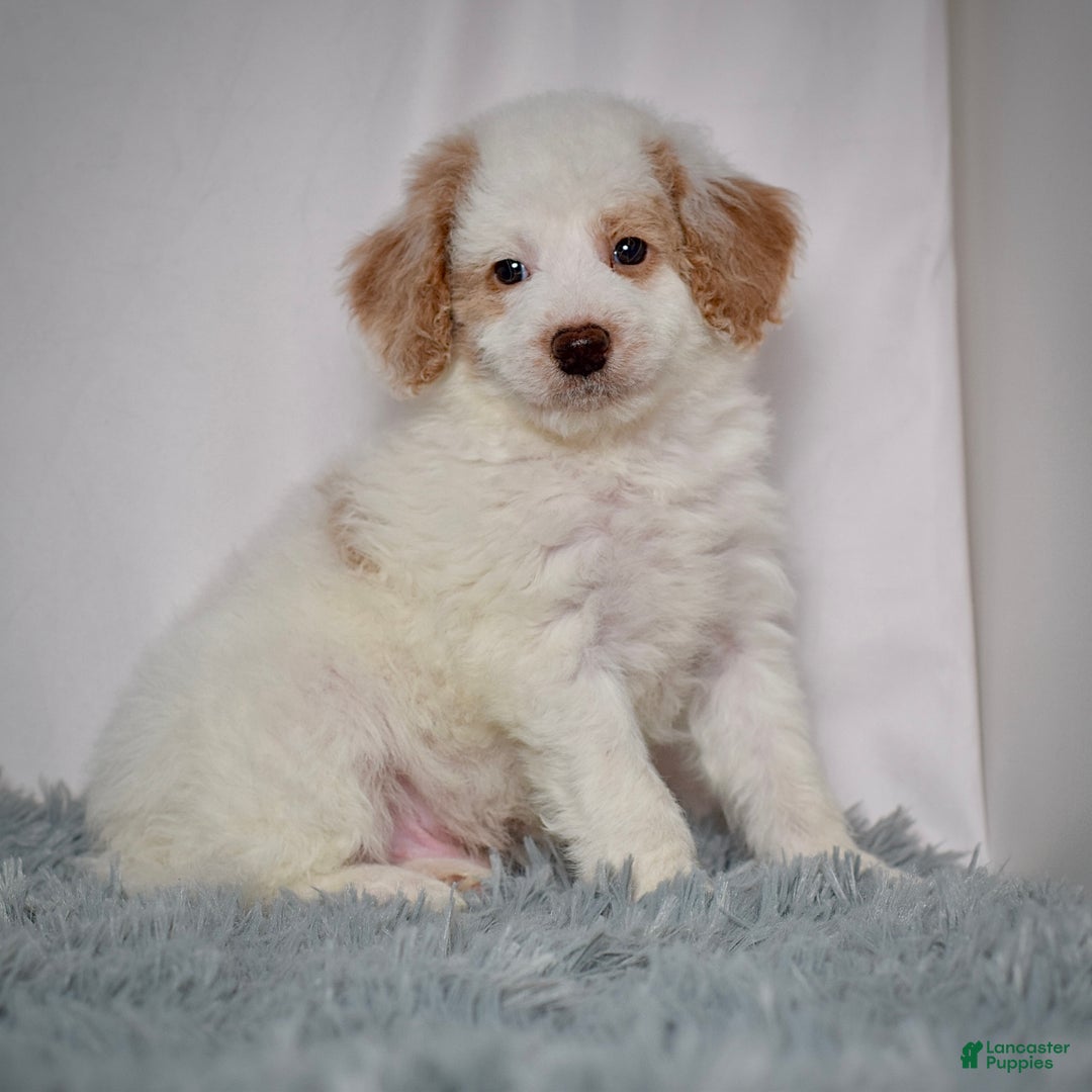 Mini Goldendoodle dogs for sale: Mr. Ollie - Ad 5
