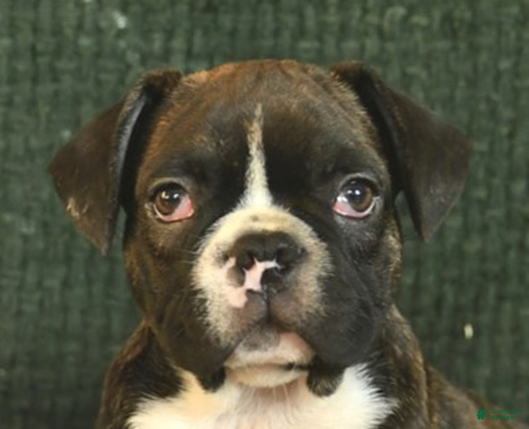 Frenchton dogs for sale: Buddy - Ad 3