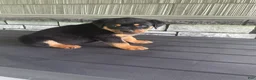 Rottweiler dogs for sale: Rottweiler 3 - Ad 2