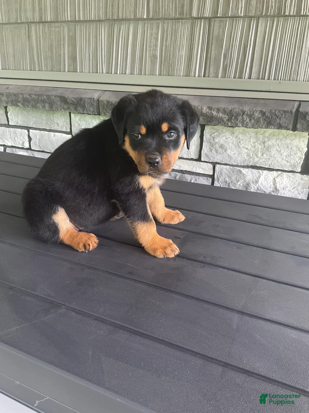 Rottweiler dogs for sale: Rottweiler 3 - Ad 2