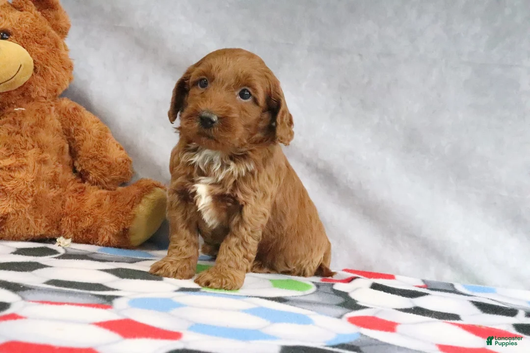 Mini Goldendoodle dogs for sale: Creampuff - Ad 2