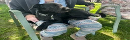 Bordoodle dogs for sale: Bordoodle Puppy Panther - Ad 3