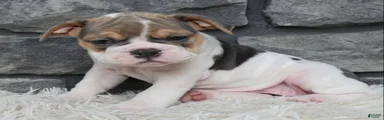 Molly
