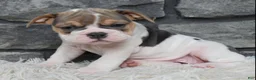 Beabull dogs for sale: Molly - Ad 1