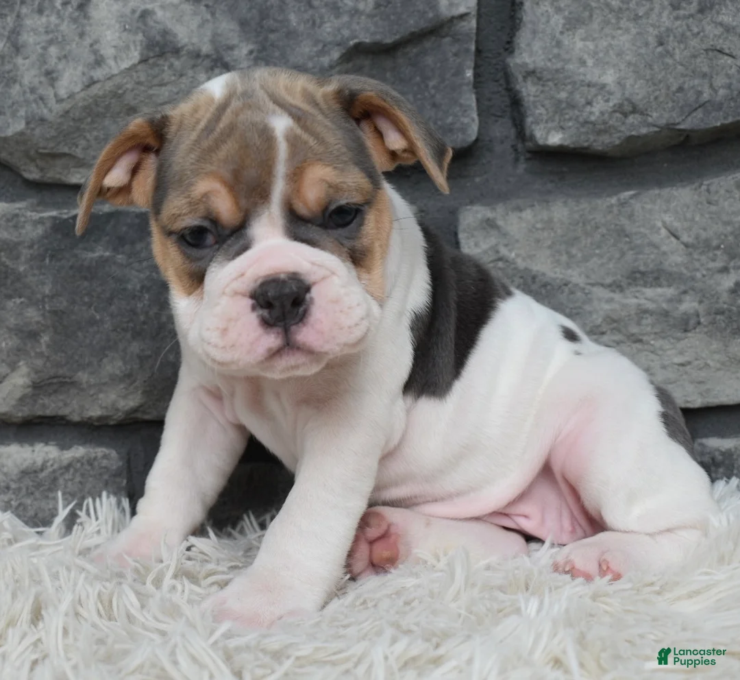 Beabull dogs for sale: Molly - Ad 1