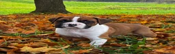 Boxer dogs for sale: Jackson - Ad 5