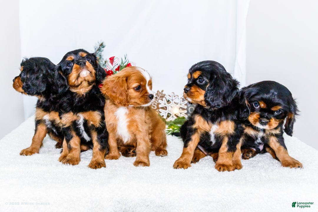 Cavalier King Charles Spaniel dogs for sale: Cocoa - Ad 13