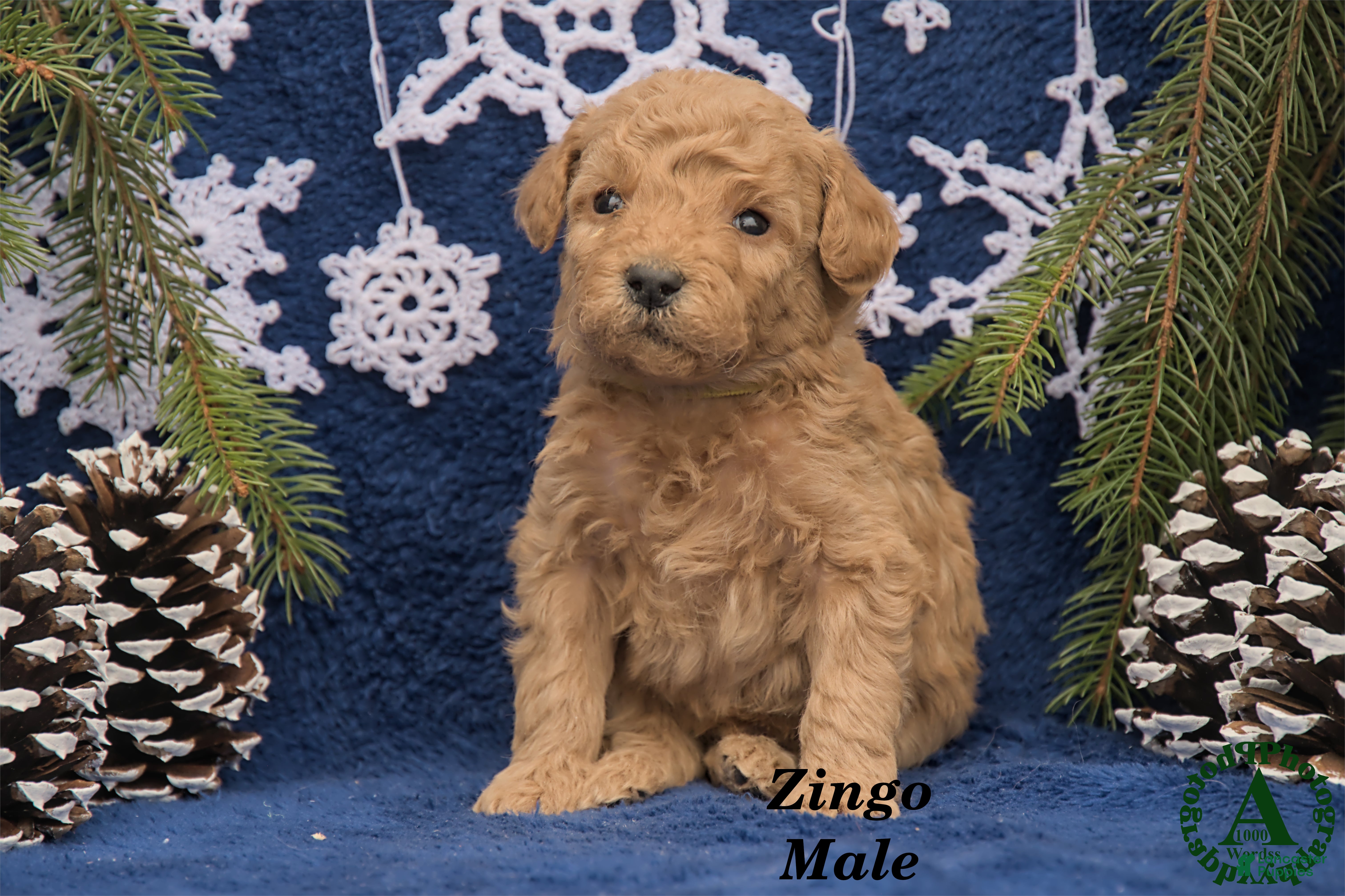 Mini Goldendoodle dogs Zingo - Ad 28