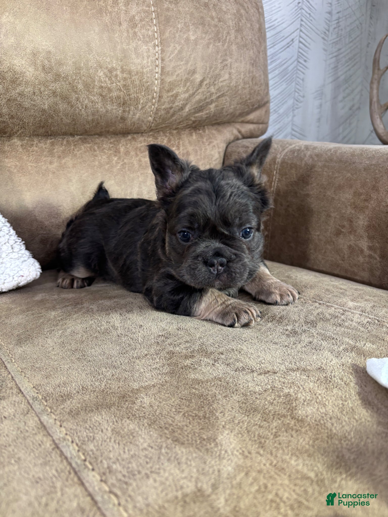 French Bulldog dogs Maxi - Ad 2
