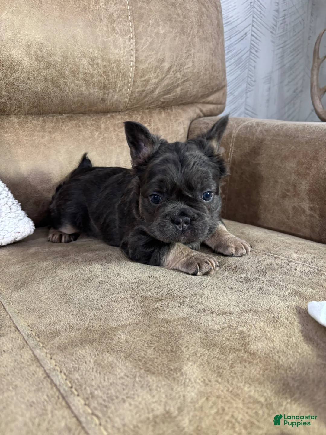 French Bulldog dogs for sale: Maxi - Ad 2