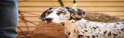 Great Dane dogs for sale: Beatrice - Ad 3