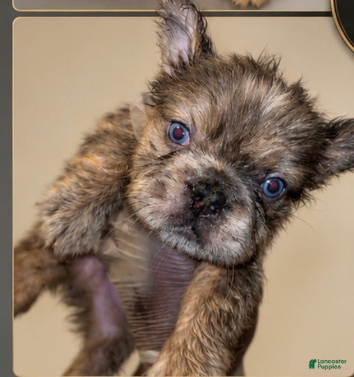 French Bulldog dogs Max - Ad 1
