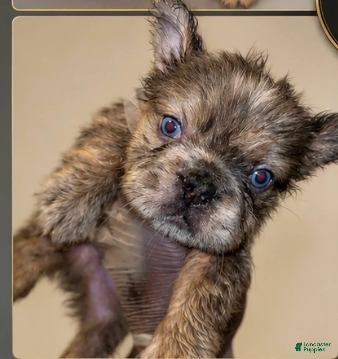 French Bulldog dogs for sale: Max - Ad 1
