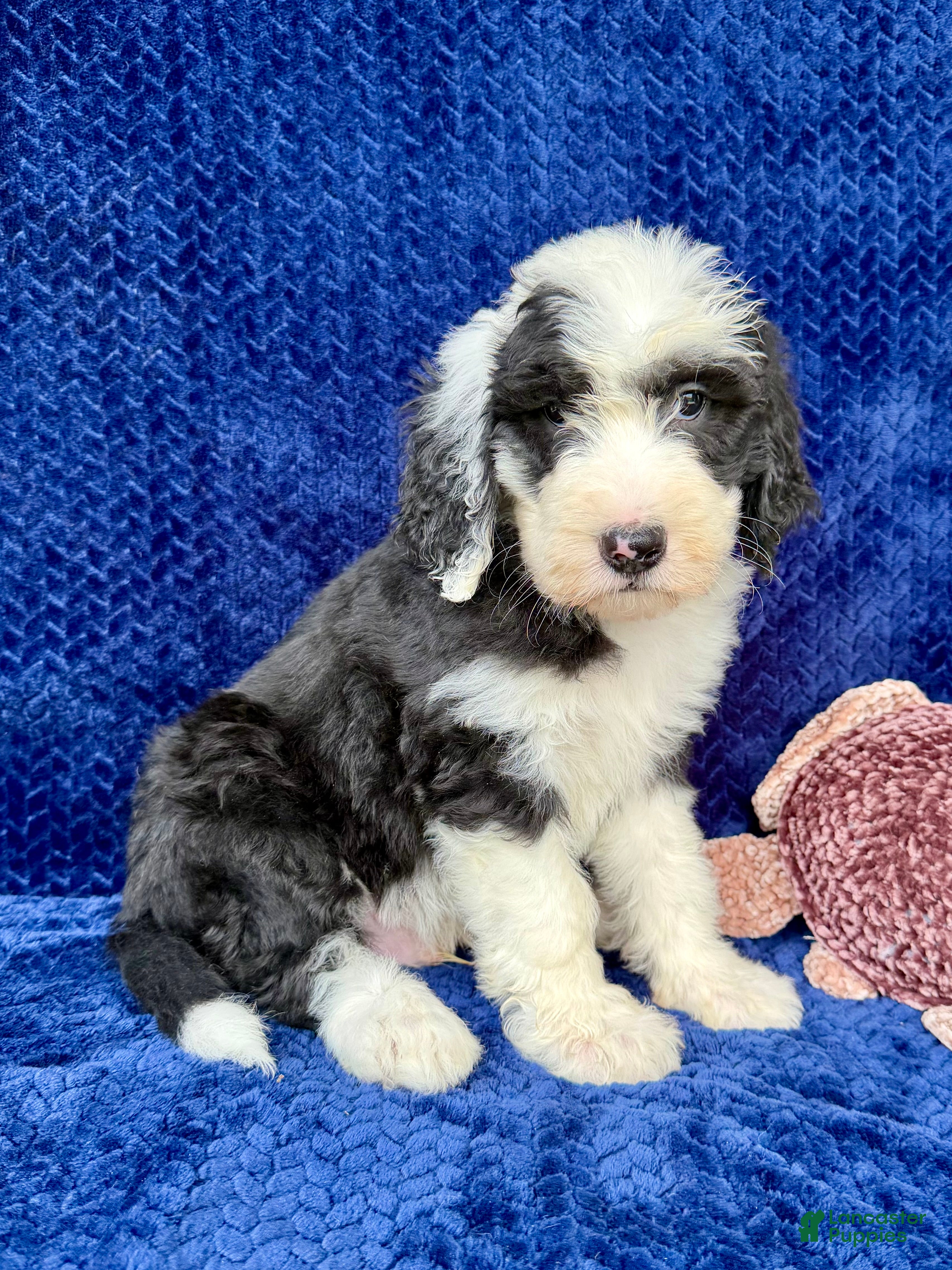 Sheepadoodle dogs Benji - Ad 1