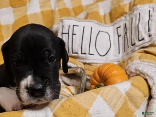 Great Dane dogs Clove - Ad 21